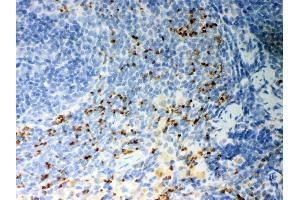 Anti-CD36 Picoband antibody, (ABIN3043804), IHC(P)IHC(P): Rat Spleen Tissue (CD36 Antikörper  (N-Term))