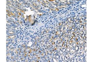 ABIN6260504 and ABIN6279263 at 1/100 staining rat stomach tissue by IHC-P. (CATSPER1 Antikörper  (N-Term))