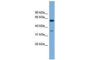 SAAL1 antibody used at 1 ug/ml to detect target protein.