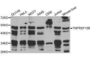 Western blot analysis of extracts of various cell lines, using TNFRSF10B antibody. (TNFRSF10B Antikörper  (AA 56-210))