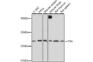 Western blot analysis of extracts of various cell lines, using TSN Rabbit pAb  at 1:1000 dilution. (Translin Antikörper  (AA 50-150))