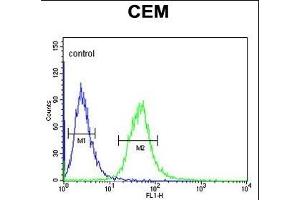 Y1A Antibody (Center) (ABIN653472 and ABIN2842894) flow cytometric analysis of CEM cells (right histogr) compared to a negative control cell (left histogr).