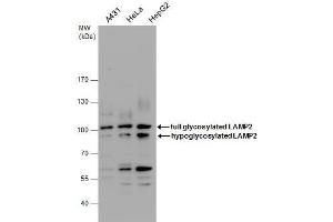 WB Image LAMP2 antibody detects LAMP2 protein by western blot analysis. (LAMP2 Antikörper)