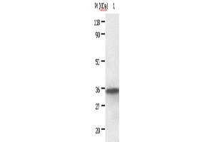 Western Blotting (WB) image for anti-Annexin A2 (ANXA2) antibody (ABIN2420980) (Annexin A2 Antikörper)