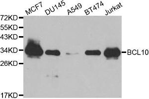 Western blot analysis of extracts of various cell lines, using BCL10 antibody. (BCL10 Antikörper)