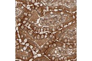 Immunohistochemical staining (Formalin-fixed paraffin-embedded sections) of human small intestine with RPS6KA6 polyclonal antibody  shows strong cytoplasmic and membranous positivity in glandular cells. (RPS6KA6 Antikörper)