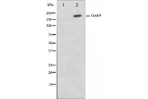 Western blot analysis on NIH-3T3 cell lysate using GANP Antibody,The lane on the left is treated with the antigen-specific peptide. (GANP Antikörper  (C-Term))