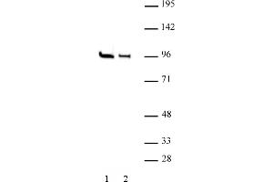EZH1 antibody (pAb) tested by Western blot. (EZH1 Antikörper  (N-Term))