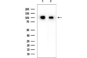 Western blot analysis of lysates from various samples, using XAB2 Mouse Monoclonal Antibody at 1/1000 dilution.