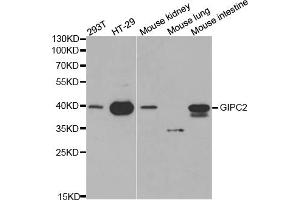 Western blot analysis of extracts of various cell lines, using GIPC2 antibody (ABIN5970567) at 1/1000 dilution. (GIPC2 Antikörper)