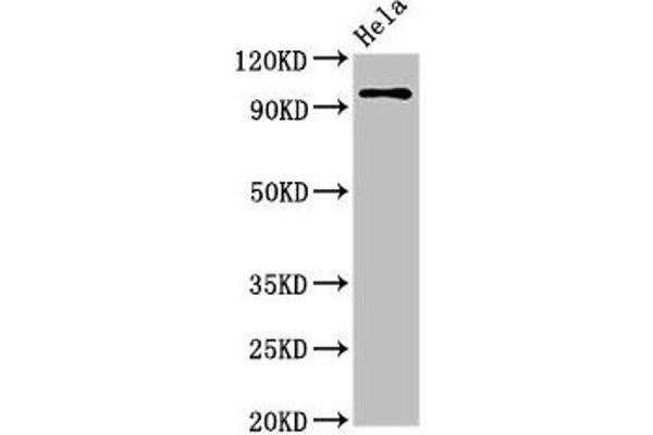 CLOCK Antikörper  (AA 577-846)