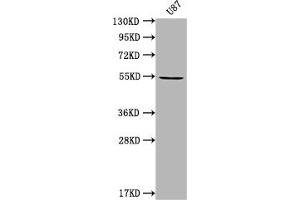 Western Blot Positive WB detected in: U87 whole cell lysate All lanes: MROH8 antibody at 1:2000 Secondary Goat polyclonal to rabbit IgG at 1/50000 dilution Predicted band size: 55, 100 kDa Observed band size: 55 kDa (C20orf132 Antikörper  (AA 1-275))