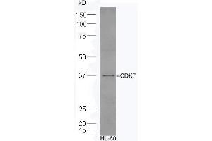 Human HL-60 lysates probed with Rabbit Anti-CDK7 Polyclonal Antibody, Unconjugated (ABIN670251) at 1:300 overnight at 4 °C. (CDK7 Antikörper  (AA 1-80))