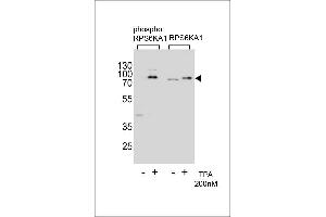 Western blot analysis of extracts from Hela cells,untreated or treated with T,200nM,using phospho RPS6KA1- (left) or RPS6KA1 Antibody (right) (RPS6KA1 Antikörper  (pThr359))