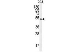 IGSF5 Antibody (N-term) western blot analysis in 293 cell line lysates (35µg/lane). (IGSF5 Antikörper  (N-Term))