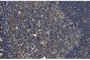 IHC analysis of OTULIN using anti-OTULIN antibody (ABIN7601854). (FAM105B Antikörper  (AA 49-352))