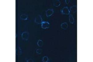 Immunofluorescence (IF) image for anti-Neural Cell Adhesion Molecule 1 (NCAM1) antibody (Alexa Fluor 647) (ABIN2657827) (CD56 Antikörper  (Alexa Fluor 647))