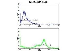 Flow cytometric analysis of MDA-231 cells using C6 Antibody (N-term)(bottom histogram) compared to a negative control (top histogram). (C6 Antikörper  (N-Term))