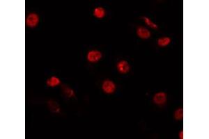 ABIN6266847 staining HepG2 by IF/ICC. (HNF4 alpha/gamma Antikörper)
