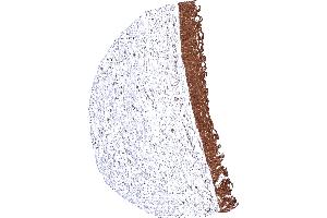 anti-Methylthioadenosine phosphorylase (MTAP) (AA 95-197) antibody