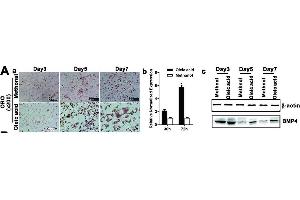 Western Blotting (WB) image for anti-Bone Morphogenetic Protein 4 (BMP4) antibody (ABIN2854883)