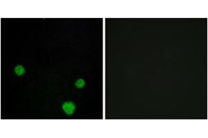 Immunofluorescence (IF) image for anti-H2.0-Like Homeobox (HLX) (AA 321-370) antibody (ABIN2889595) (HLX Antikörper  (AA 321-370))