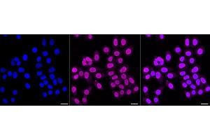 anti-Nuclear Mitotic Apparatus Protein 1 (NUMA1) antibody