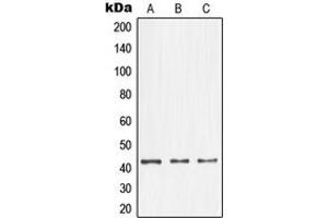 Western blot analysis of NFYA expression in A431 (A), K562 (B), NIH3T3 (C) whole cell lysates.