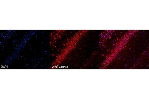 Immunocytochemistry/Immunofluorescence analysis using Rabbit Anti-GRP78 Polyclonal Antibody . (GRP78 Antikörper  (PE))