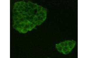 Immunocytochemistry (ICC) image for anti-Leucine-Rich Repeat Containing G Protein-Coupled Receptor 5 (LGR5) antibody (ABIN1854936) (LGR5 Antikörper)