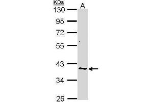 WB Image Sample (30 ug of whole cell lysate) A: A431 , 10% SDS PAGE antibody diluted at 1:1000 (AKR7A2 Antikörper)