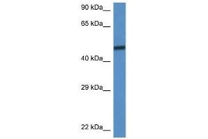 Western Blot showing Smarcd3 antibody used at a concentration of 1. (SMARCD3 Antikörper  (C-Term))
