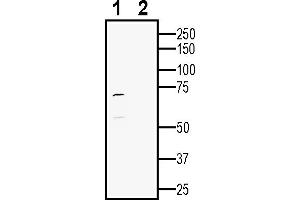 Western blot analysis of human SH-SY5Y neuroblastoma cell line lysate:1. (HTR2C Antikörper  (Extracellular))