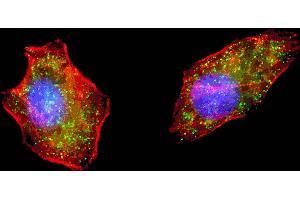 Fluorescent image of  cells stained with ATG4D (N-term) antibody. (ATG4D Antikörper  (N-Term))
