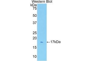 Western Blotting (WB) image for anti-Interleukin 1 Receptor, Type I (IL1R1) (AA 226-352) antibody (ABIN7438886)