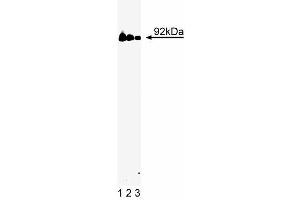 Western blot analysis of Stat3 on a A431 cell lysate (Human epithelial carcinoma, ATCC CRL-1555).