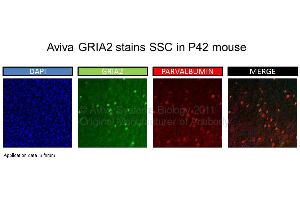 Image no. 1 for anti-Glutamate Receptor, Ionotropic, AMPA 2 (GRIA2) (N-Term) antibody (ABIN2792269) (GRIA2 Antikörper  (N-Term))