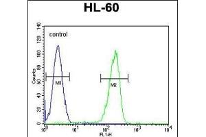 OR2F2 Antibody (C-term) (ABIN655223 and ABIN2844831) flow cytometric analysis of HL-60 cells (right histogram) compared to a negative control cell (left histogram). (OR2F2 Antikörper  (C-Term))
