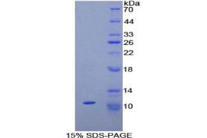 SDS-PAGE analysis of Rat Neuropeptide S Protein. (Neuropeptide S (NPS) Peptid)