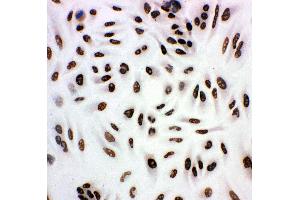 Anti-HDAC3 antibody,  ICC ICC: A549 Cell (HDAC3 Antikörper  (C-Term))