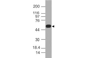 Image no. 1 for anti-Autoimmune Regulator (AIRE) (AA 30-270) antibody (ABIN5027014) (AIRE Antikörper  (AA 30-270))