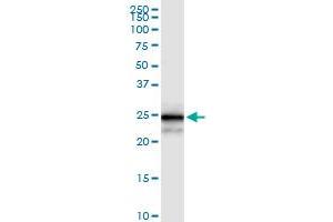 Immunoprecipitation of MPZL2 transfected lysate using anti-MPZL2 MaxPab rabbit polyclonal antibody and Protein A Magnetic Bead , and immunoblotted with MPZL2 purified MaxPab mouse polyclonal antibody (B01P) . (MPZL2 Antikörper  (AA 1-215))