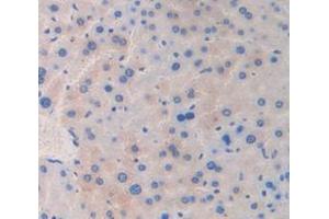 IHC-P analysis of Mouse Tissue, with DAB staining. (Reelin Antikörper  (AA 3143-3461))