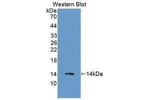 Detection of Recombinant S100A8, Porcine using Polyclonal Antibody to S100 Calcium Binding Protein A8 (S100A8) (S100A8 Antikörper  (AA 1-89))