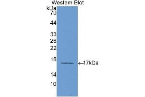 Western Blotting (WB) image for anti-Interleukin 6 Receptor (IL6R) (AA 214-348) antibody (ABIN3206014) (IL-6 Receptor Antikörper  (AA 214-348))