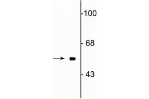 Western blot of rat testes lysate showing specific immunolabeling of the ~58 kDa Fto protein.