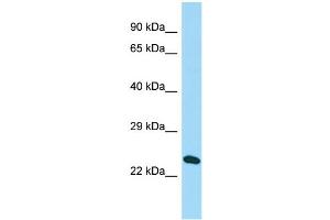 Host: Rabbit Target Name: C16orf53 Sample Type: Hela Whole cell lysates Antibody Dilution: 1. (PAGR1 Antikörper  (N-Term))
