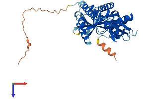 MRPL39 Protein (AA 1-338) (His tag)