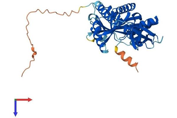 MRPL39 Protein (AA 1-338) (His tag)