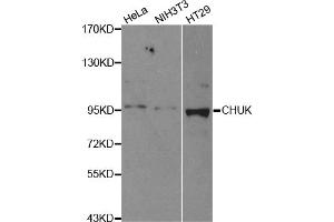 Western blot analysis of extracts of various cell lines, using CHUK antibody (ABIN5971093) at 1/500 dilution. (IKK alpha Antikörper)